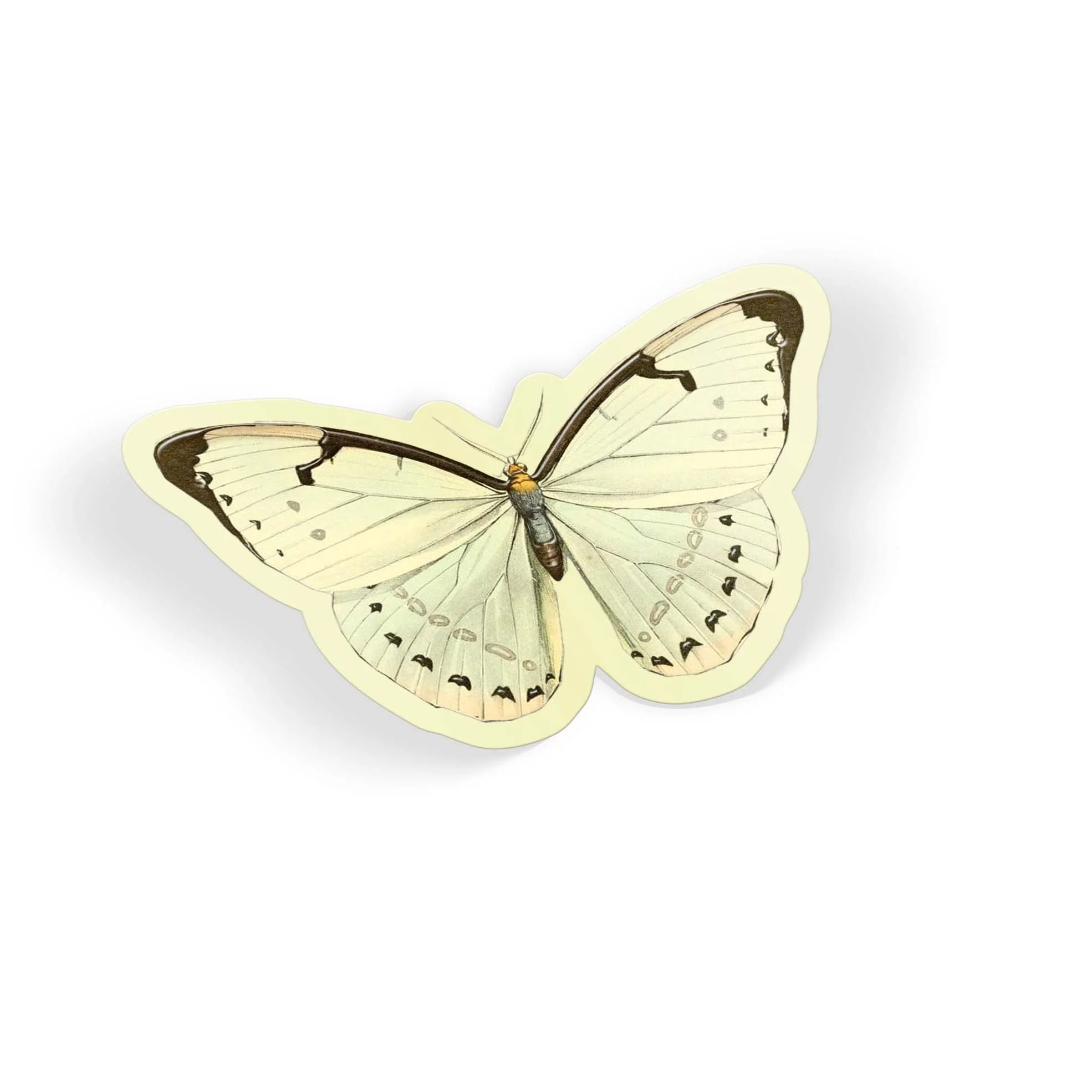 Ivory Wing - Image 2