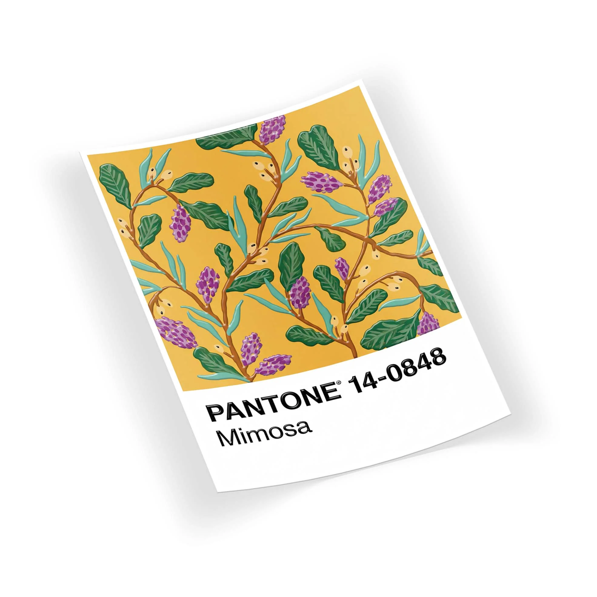 P-Mimosa - Image 2