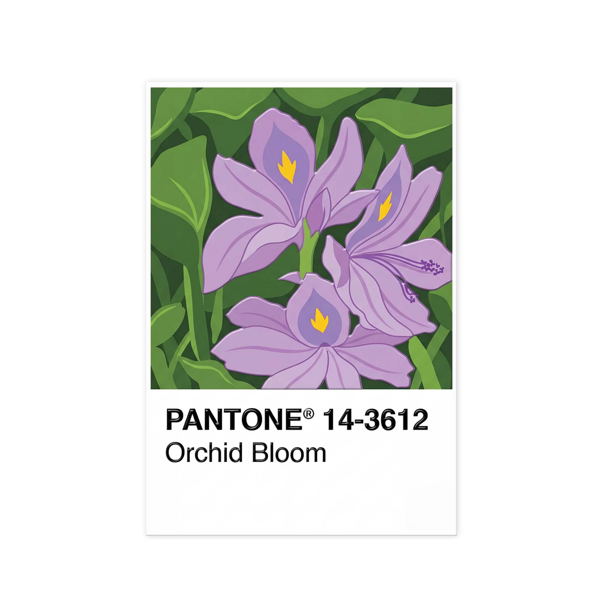 P-Orchid Bloom
