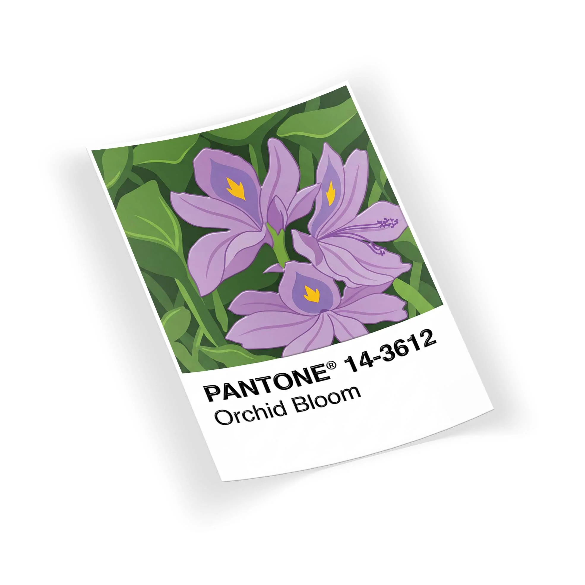 P-Orchid Bloom - Image 2