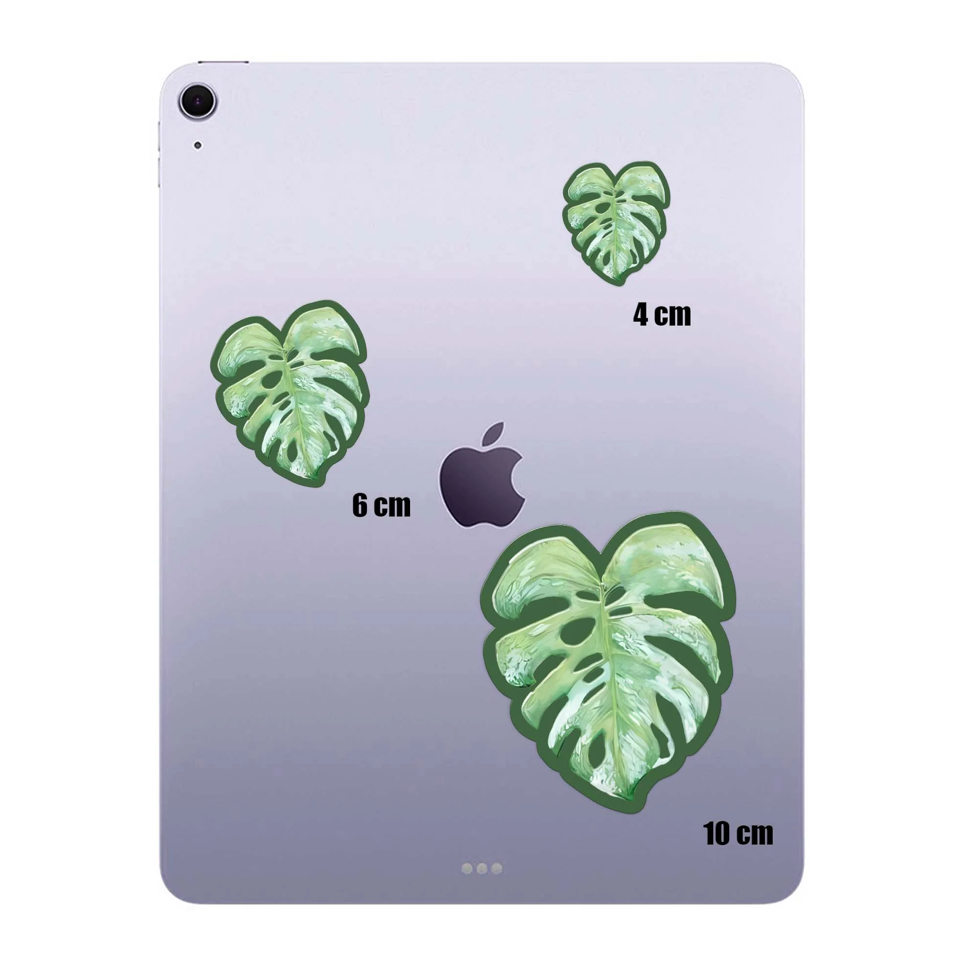 Split Leaf - Image 4